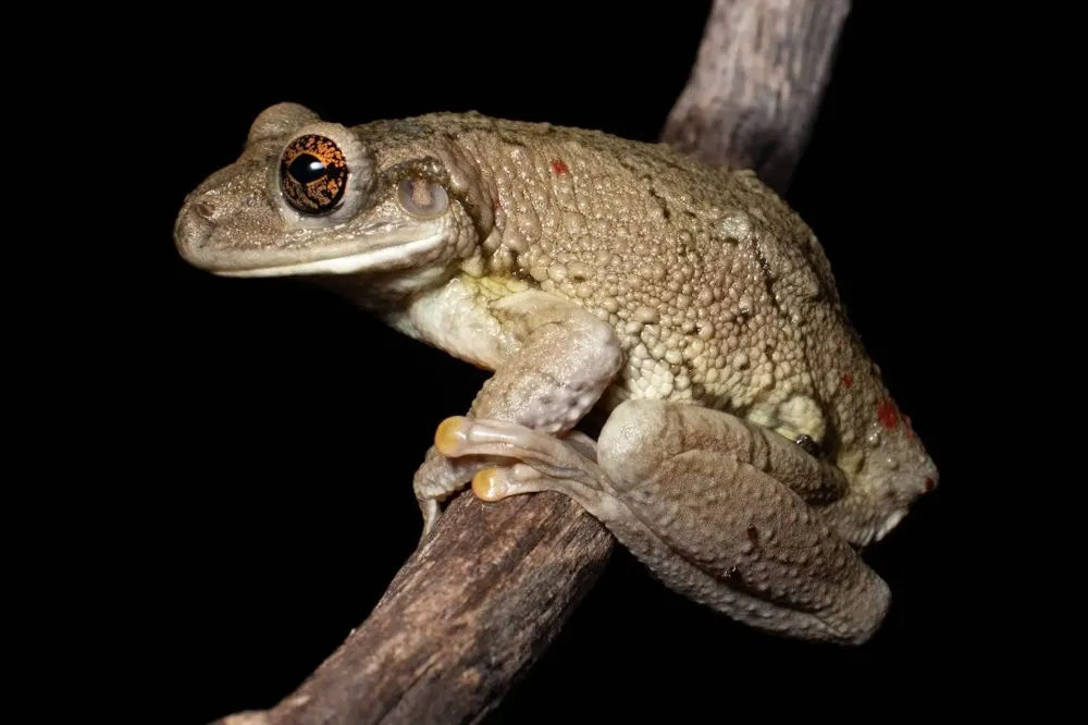 Um dos destaques da expedição foi o primeiro registro fotográfico dentro do parque da espécie de sapo Trachycephalus mambaiensis, popularmente chamado de perereca-grudenta. Sua reprodução é explosiva, pois ocorre intensamente após grandes chuvas. Seu nome