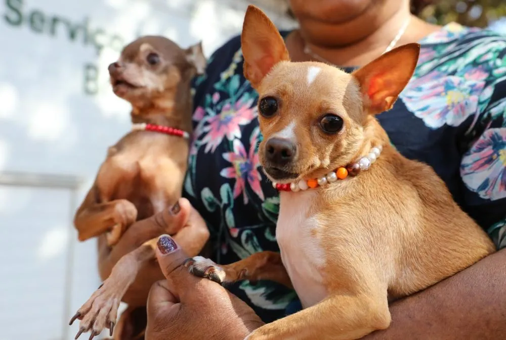 GDF abre 600 vagas para castração gratuita de cães e gatos no Recanto das Emas nesta semana