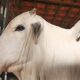 Campanha de declaração de vacinas de animais rurais começa em maio