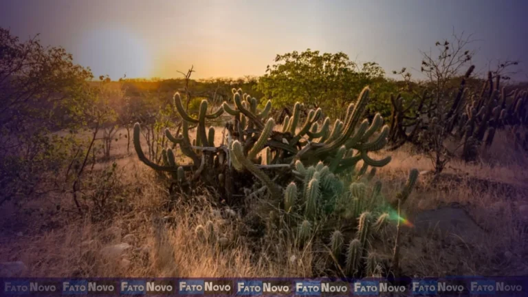 PL que institui programa nacional de recuperação da Caatinga avança na Câmara