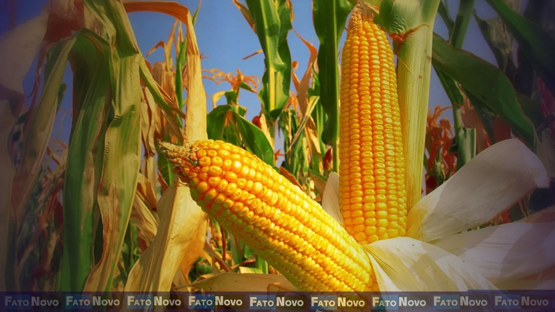 FN Imagem - Milho