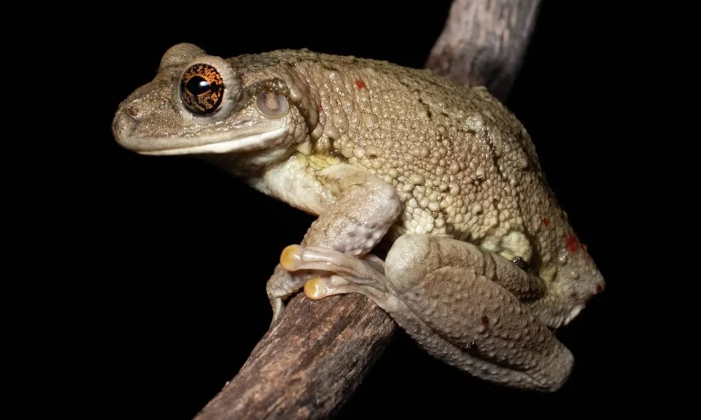 Um dos destaques da expedição foi o primeiro registro fotográfico dentro do parque da espécie de sapo Trachycephalus mambaiensis, popularmente chamado de perereca-grudenta. Sua reprodução é explosiva, pois ocorre intensamente após grandes chuvas. Seu nome vem da secreção intensa e pegajosa que o animal secreta para se defender de predadores, causando dificuldade do animal em manejar a perereca e irritação devido ao veneno que ela possui. Foto: Leandro Silva