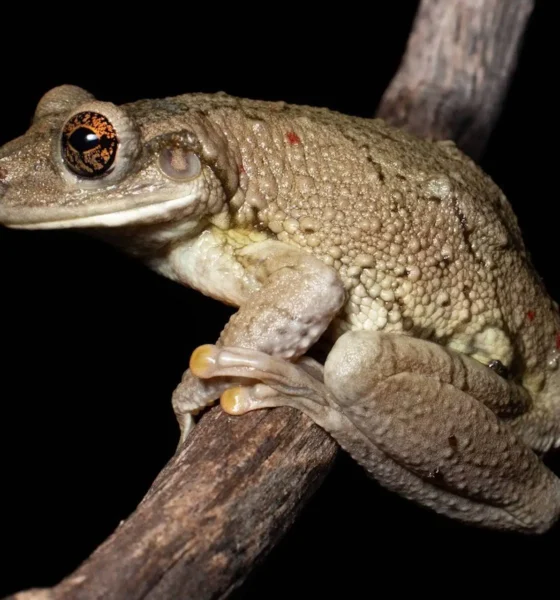 Um dos destaques da expedição foi o primeiro registro fotográfico dentro do parque da espécie de sapo Trachycephalus mambaiensis, popularmente chamado de perereca-grudenta. Sua reprodução é explosiva, pois ocorre intensamente após grandes chuvas. Seu nome vem da secreção intensa e pegajosa que o animal secreta para se defender de predadores, causando dificuldade do animal em manejar a perereca e irritação devido ao veneno que ela possui. Foto: Leandro Silva