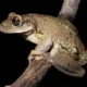 Um dos destaques da expedição foi o primeiro registro fotográfico dentro do parque da espécie de sapo Trachycephalus mambaiensis, popularmente chamado de perereca-grudenta. Sua reprodução é explosiva, pois ocorre intensamente após grandes chuvas. Seu nome vem da secreção intensa e pegajosa que o animal secreta para se defender de predadores, causando dificuldade do animal em manejar a perereca e irritação devido ao veneno que ela possui. Foto: Leandro Silva
