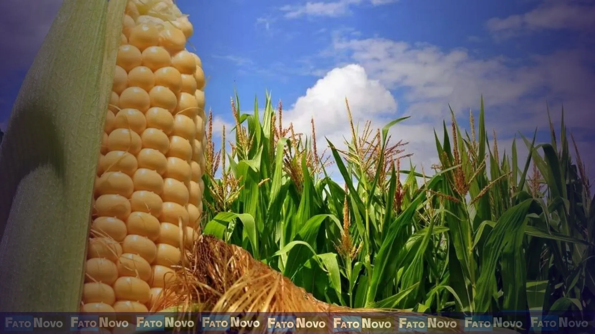 Melhoramento Genético impulsiona produtividade do milho e fortalece a nutrição animal