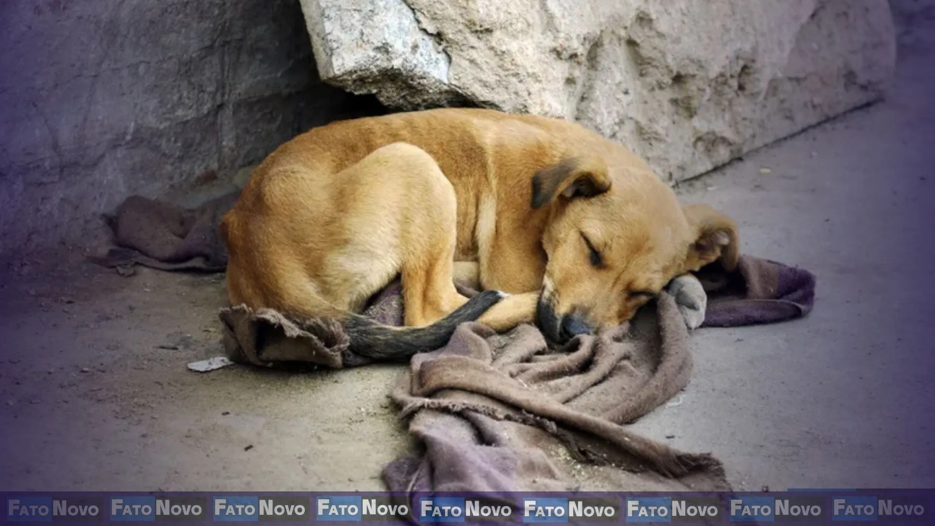 FN Imagem - controle populacional de cães e gatos, castração ética, política pública de bem-estar animal