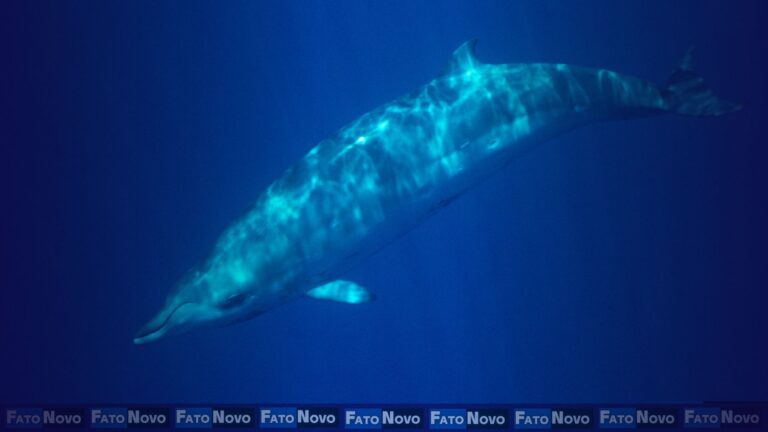 Descoberta rara: Cientistas avistam baleia-de-bico-dente-de-ginkgo viva pela primeira vez no México