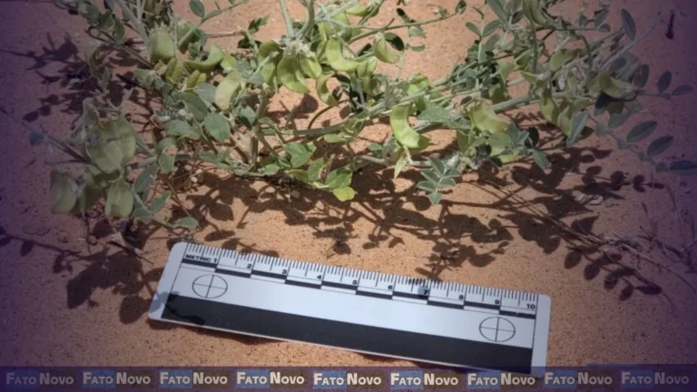 Ecovoltaica: Como as usinas solares podem salvar espécies em vez de destruí-las